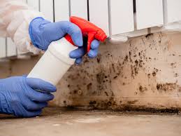 Mold Documentation for Insurance Claims in Diamond, IL